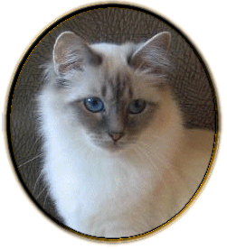 Jolie